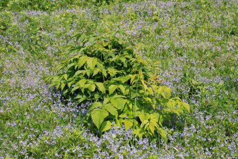 ВЕРОНИКА ДУБРАВНАЯ.jpg