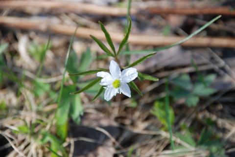 ВЕТРОВОЧНИК СЛАБЫЙ.jpg