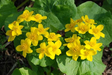 КАЛУЖНИЦА ДУДЧАТАЯ (2).jpg