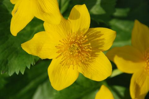 КАЛУЖНИЦА ДУДЧАТАЯ.jpg