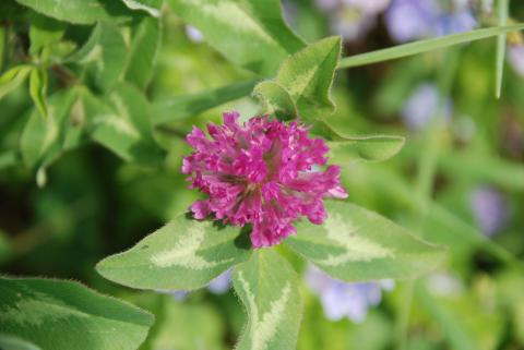 КЛЕВЕР ЛУГОВОЙ.jpg