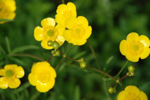 ЛЮТИК ЕДКИЙ (2).jpg