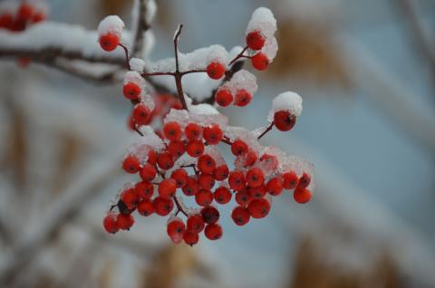 DSC_6525 (Фото Владимир Чуйко).jpg