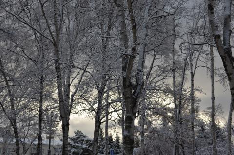 DSC_6539 (Фото Владимир Чуйко).jpg